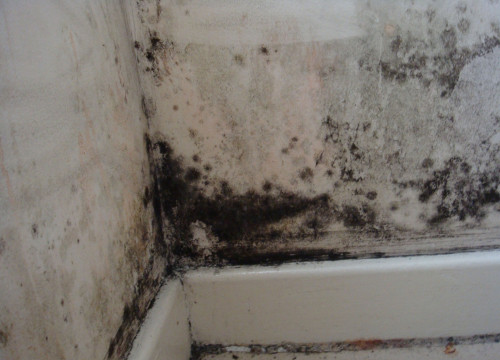 Nấm mốc trong nhà có nhiều loại với hình thức và kết cấu khác nhau. Ảnh: vmintech.