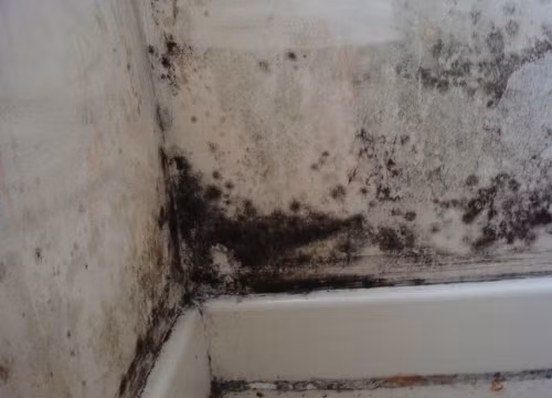 Nấm mốc trong nhà có nhiều loại với hình thức và kết cấu khác nhau. Ảnh: vmintech.