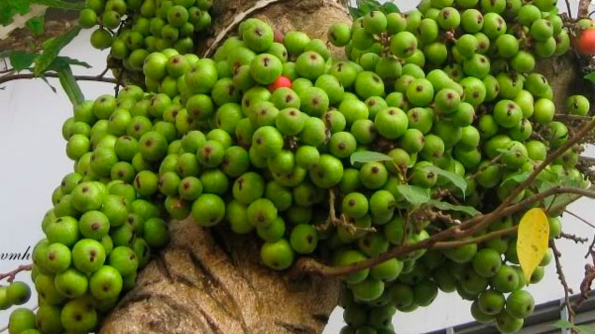 Theo dân gian, quả sung còn có tác dụng chữa viêm họng và ho không có đờm. Ảnh: sotayandam.