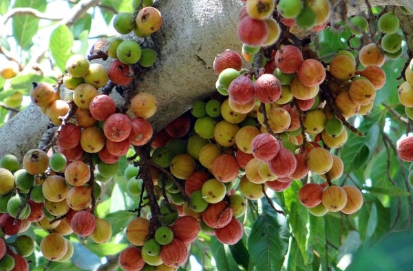 Thậm chí, quả sung còn được nghiên cứu là có khả năng làm giảm cholesterol xấu trong máu, từ đó hạn chế nguy cơ ung thư tuyến tiền liệt, ung thư vú và ung thư ruột kết. Ảnh: baihatyeuthich.