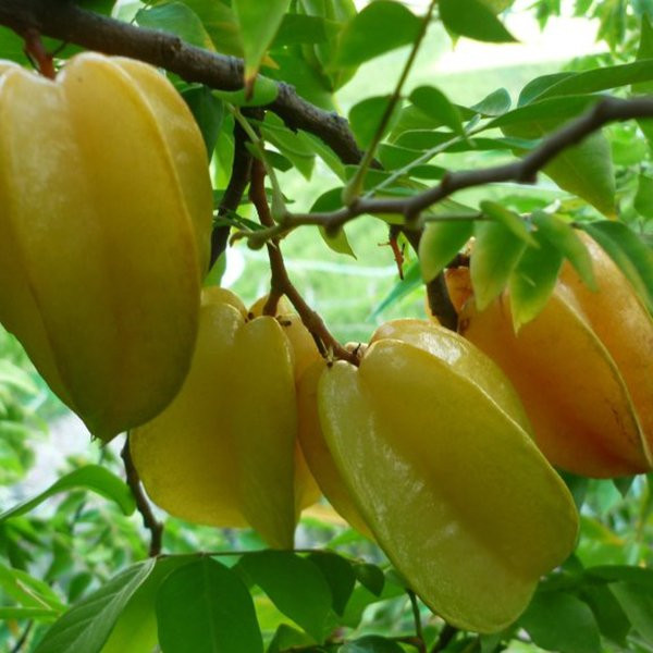 Mặc dù không có hương vị hấp dẫn bằng những loại trái cây kể trên nhưng khế vẫn nằm trong danh sách những loại quả tuyệt vời ngày hè. Ảnh: thichtrongcay.