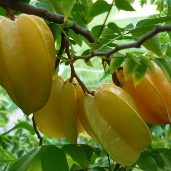 Mặc dù không có hương vị hấp dẫn bằng những loại trái cây kể trên nhưng khế vẫn nằm trong danh sách những loại quả tuyệt vời ngày hè. Ảnh: thichtrongcay.