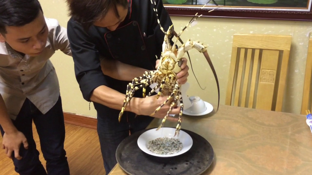 Trong khi các món tiết canh thường có màu đỏ thì món tiết canh tôm hùm lại có màu đục vì thực tế đó là gạch son của tôm. Ảnh: mxbank.