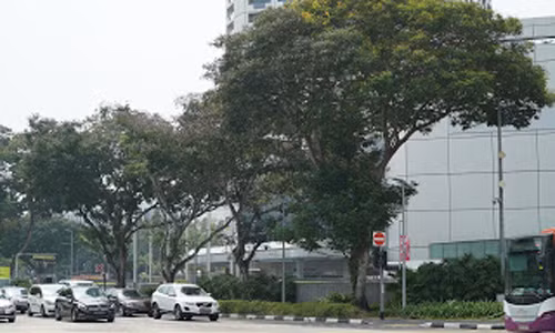 Ngay từ khi đảm nhiệm trọng trách lãnh đạo Singapore, Thủ tướng Lý Quang Diệu đã có tầm nhìn chiến lược coi trọng việc mở rộng phủ xanh, giảm thiểu tiêu cực trong quá trình đô thị hóa, cải thiện chất lượng cuộc sống. Ông muốn đưa Singapore thành "quốc đảo xanh" để từ đó nâng cao lợi thế cạnh tranh của đất nước trong quá trình vươn lên Thế giới thứ nhất.