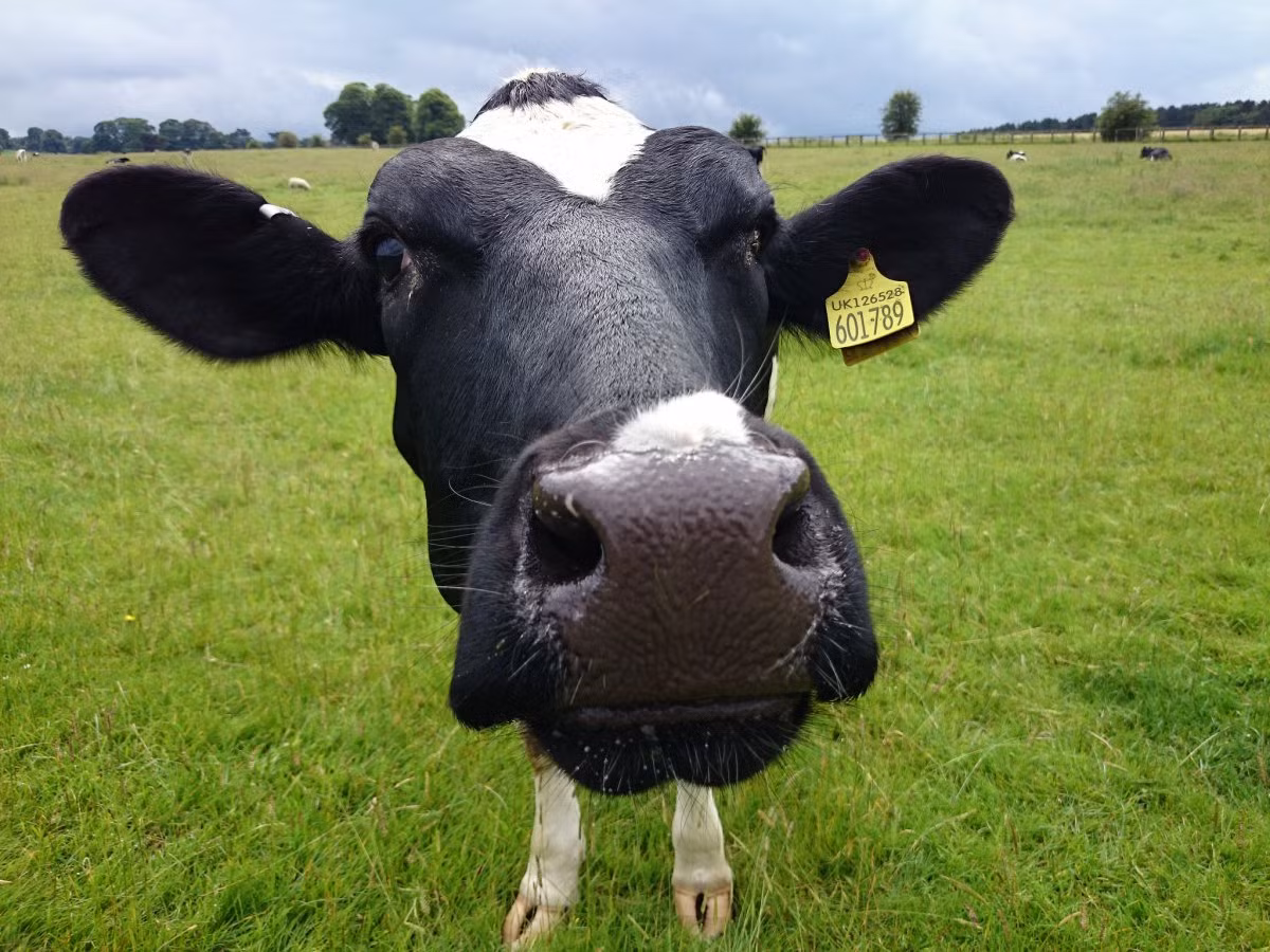 Ít ai ngờ được rằng, đồng sáng lập Google Sergey Brin lại là một người hài hước. Ông từng mặc trang phục như một chú bò khi tham gia một cuộc phỏng vấn. Điều này khiến mọi người khá thích thú. Vị tỷ phú này cũng thường xuyên làm từ thiện và quyên góp một số tiền lớn cho các hoạt động/quỹ từ thiện.