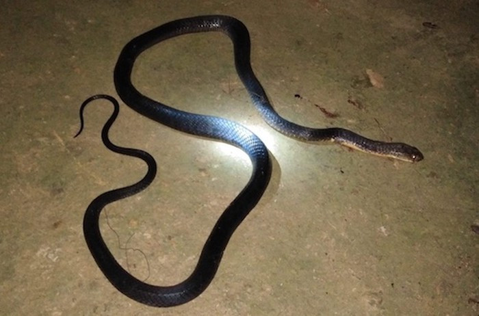 Cung vo len nuong hai thao qua, nguoi dan ong bi ran can tu vong