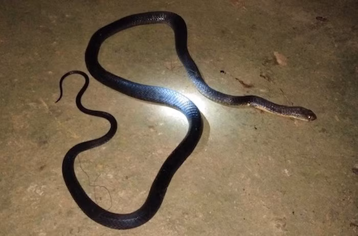 Cung vo len nuong hai thao qua, nguoi dan ong bi ran can tu vong