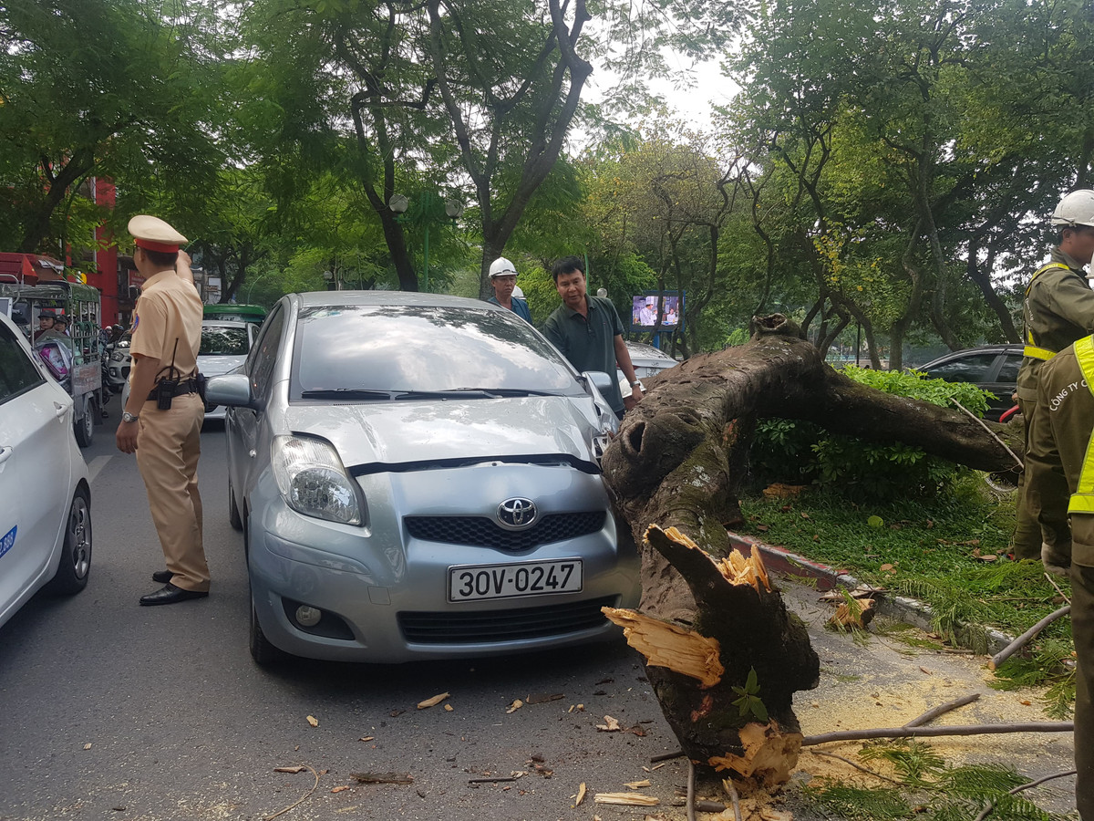 Cay xanh bat ngo bat goc de dau o to dang di tren duong