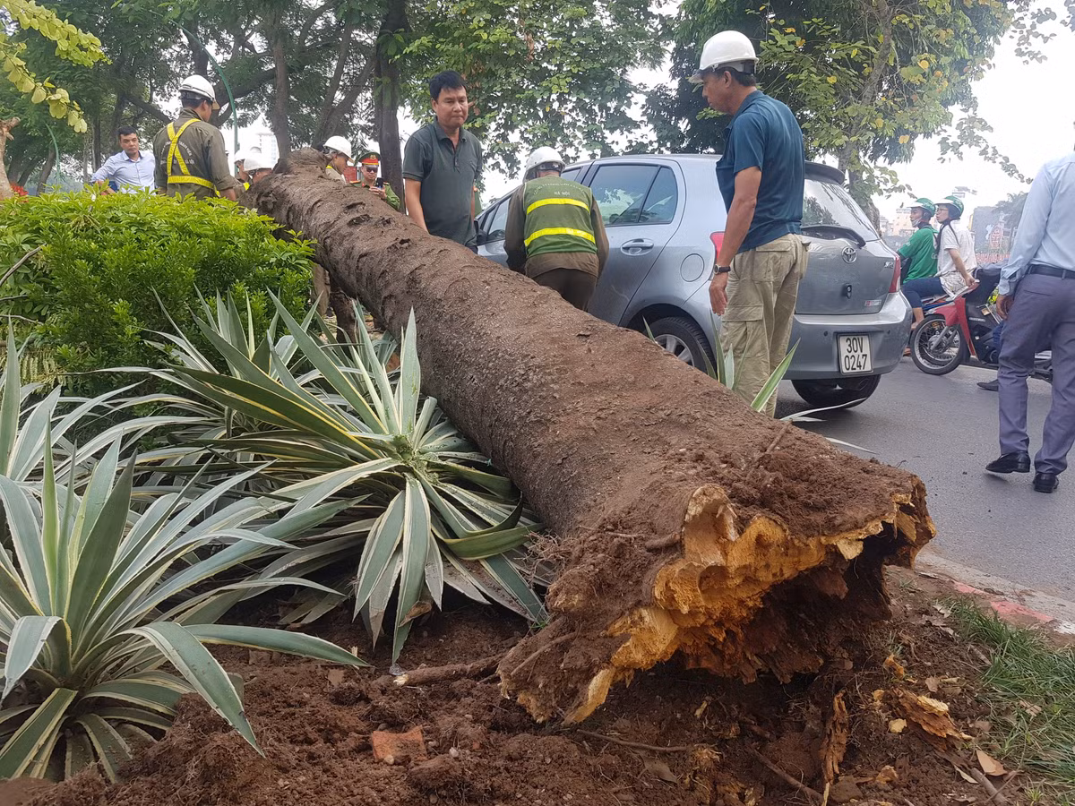 Vụ việc khiến nhiều người đi đường vô cùng hoảng sợ. Anh Hoàng Hải, một du khách đi tham quan hồ Tây cho biết, lúc đó tôi đang bách bộ tham quan các di tích ở khu vực đường Thanh Niên thì nghe thấy tiếng động lớn, nhìn ra thì thấy cây phượng đổ giữa đường.
