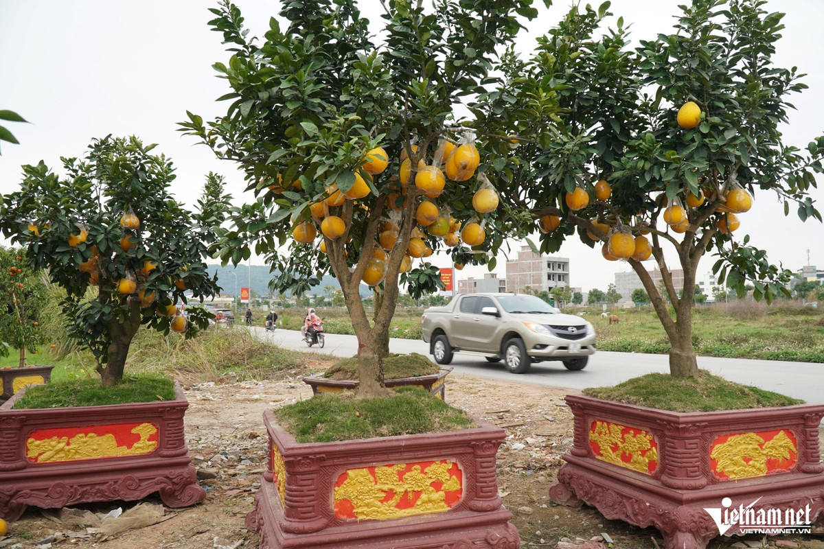 Cay canh Tet nam la liet ben duong, thuong lai bao lo tien ty-Hinh-5