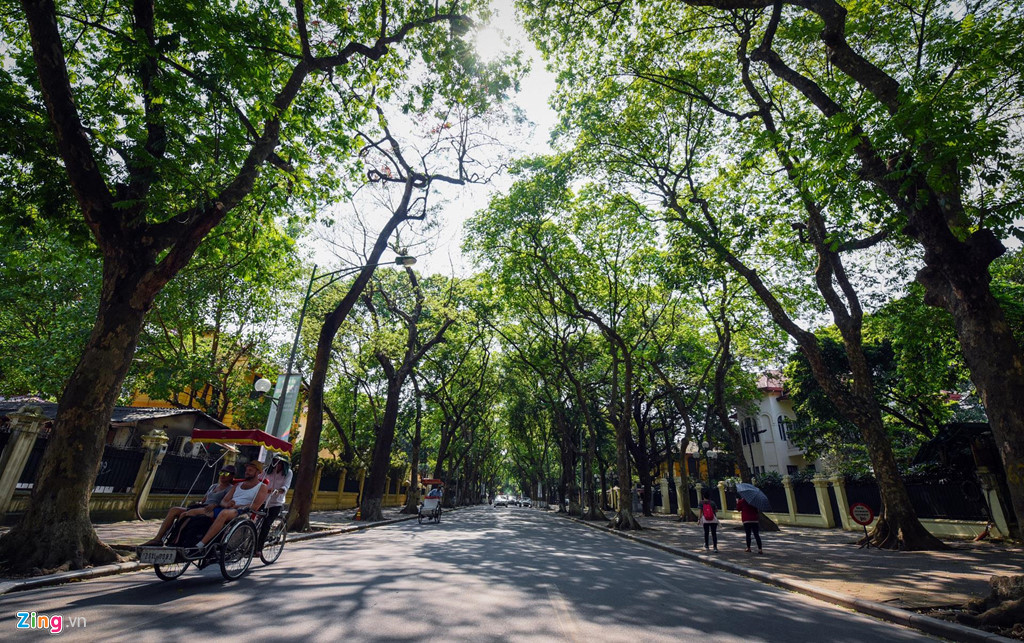 Phố Phan Đình Phùng với hàng trăm cây cổ thụ cao lớn tỏa bóng che phủ toàn bộ con phố kéo dài hơn 1 km.