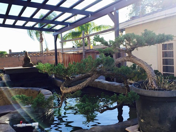 Ngoài ra Bằng Kiều còn có thú chơi bonsai, trong nhà anh sở hữu nhiều chậu cây có thế "độc và lạ" do chính tay anh chăm sóc và tạo dáng