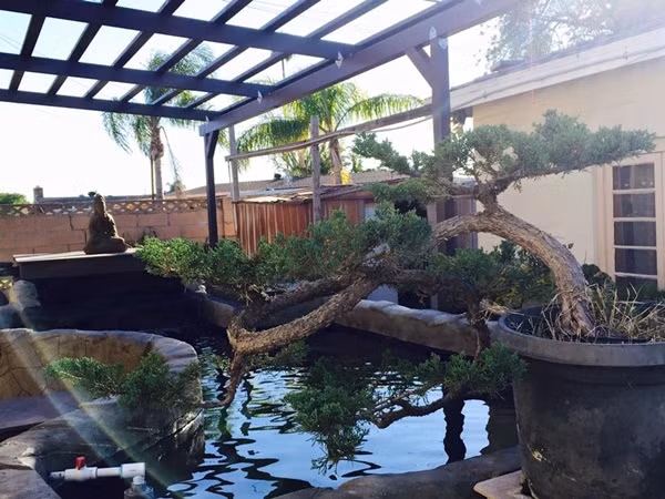 Ngoài ra Bằng Kiều còn có thú chơi bonsai, trong nhà anh sở hữu nhiều chậu cây có thế "độc và lạ" do chính tay anh chăm sóc và tạo dáng