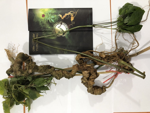 Sam Ngoc Linh quy 100 nam tuoi, dai gia bo tien ty tau ve nang niu nhu bau vat