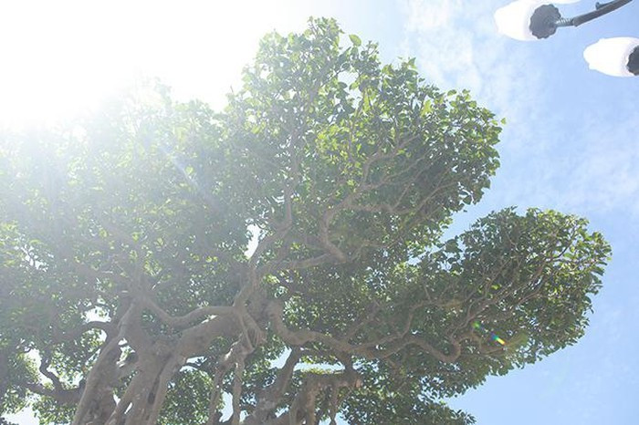 Bông, răm, chi rất đều nhau thể hiện tay nghề cao của những nghệ nhân xưa.