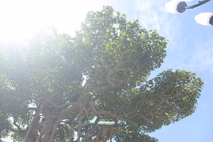 Bông, răm, chi rất đều nhau thể hiện tay nghề cao của những nghệ nhân xưa.