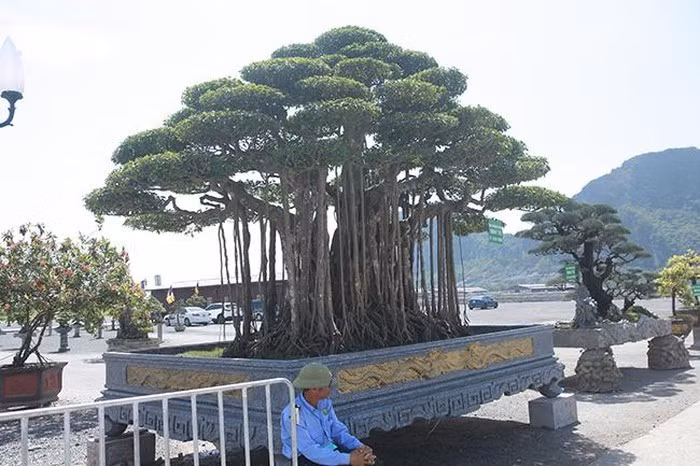 Trong những ngày triển lãm, luôn có bảo vệ túc trực để du khách không làm tổn hại đến cây.