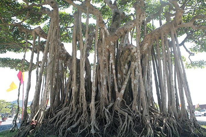 Anh Minh cho biết, cách đây gần 10 năm anh phải bỏ ra 12 tỷ đồng để sở hữu cây sanh này. Hiện có rất nhiều đại gia hỏi mua nhưng anh không bán vì coi đó như một “báu vật” trong vườn.