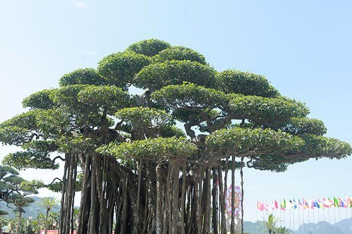 Bông tán xếp tầng nhìn như những áng mây