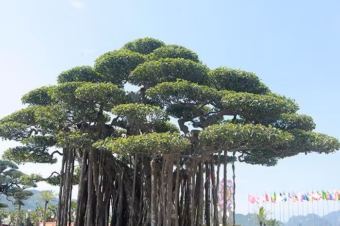 Bông tán xếp tầng nhìn như những áng mây