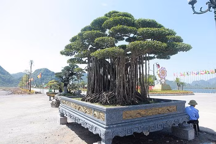 Nhìn tứ diện góc nào cũng đẹp, góc nào cũng như một cây cổ thụ thu nhỏ.