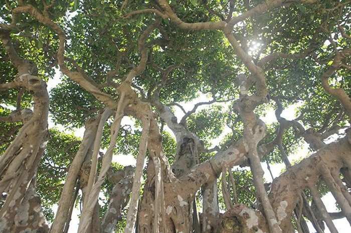 "Cây sanh có dáng làng, thể hiện sự quần tụ, trong đó thân cây, bộ rễ hòa quyện vào nhau và rất uyển chuyển. Với giới chơi sinh vật cảnh, chỉ cần nhìn bộ rễ sẽ thấy giá trị cũng như đẳng cấp khác biệt của cây sanh này”, anh Minh khẳng định. Do cây lớn nên việc tạo tay cành đòi hỏi những nghệ nhân xưa phải mất rất nhiều công sức tạo tác.