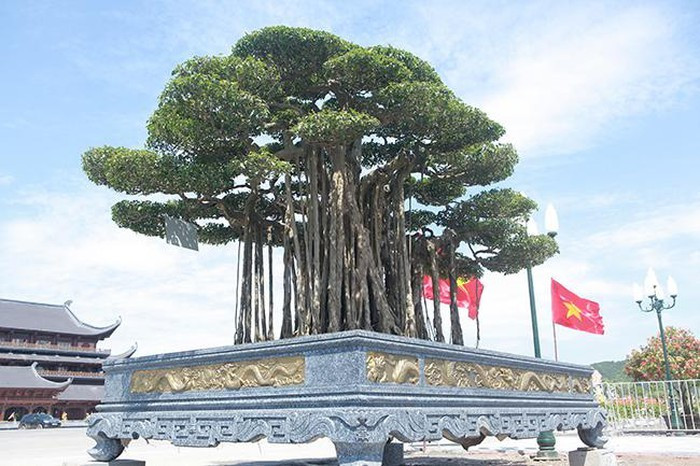 "Mình làm ăn cũng có muốn có một cái gì quảng cáo, có cây quý trong vườn để anh em, bạn bè đến giao lưu, chiêm ngưỡng tác phẩm quý", vị đại gia này chia sẻ.