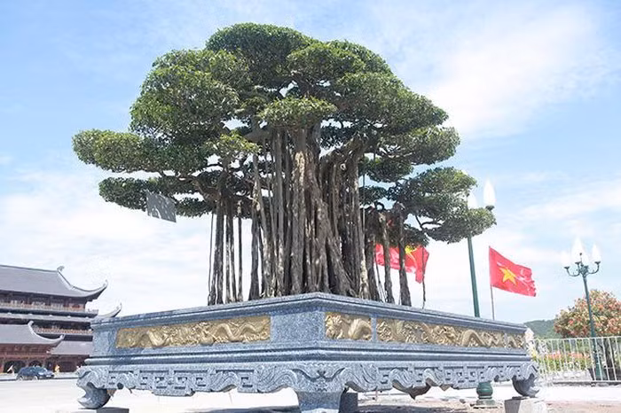 "Mình làm ăn cũng có muốn có một cái gì quảng cáo, có cây quý trong vườn để anh em, bạn bè đến giao lưu, chiêm ngưỡng tác phẩm quý", vị đại gia này chia sẻ.