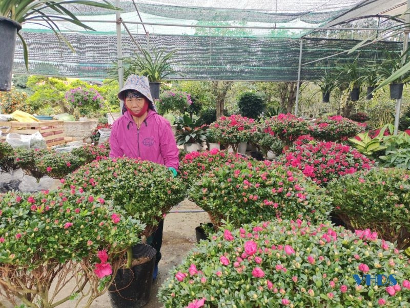 Theo các chủ vườn, năm nay giá tất cả các loại hoa, cây cảnh đều tăng từ 10 - 20% so với năm trước. Các cây phong thủy như cây kim tiền, cây kim ngân, phát tài, bạch mã... được nhiều người tìm mua.