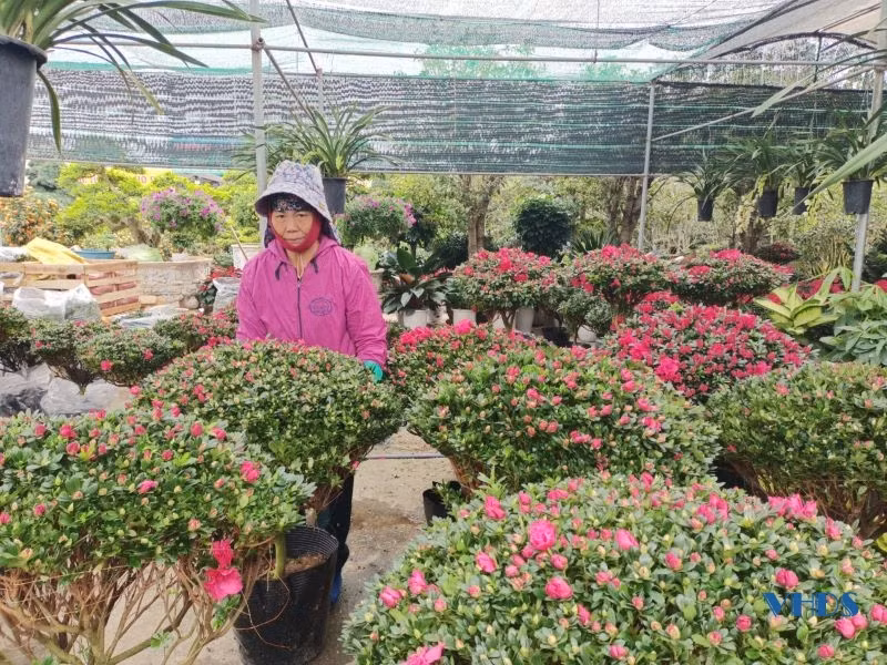 Theo các chủ vườn, năm nay giá tất cả các loại hoa, cây cảnh đều tăng từ 10 - 20% so với năm trước. Các cây phong thủy như cây kim tiền, cây kim ngân, phát tài, bạch mã... được nhiều người tìm mua.