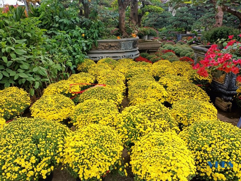 Các loại hoa phổ biến như hoa ly, hoa cúc, hoa lay ơn... có sức tiêu thụ lớn.