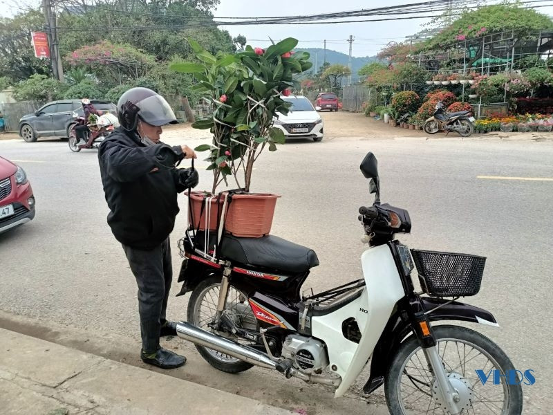 Ông Lương Văn Tài (phường Quảng Tâm, TP Thanh Hóa) cho biết: Dù kinh tế khó khăn nhưng gia đình vẫn trang trí nhà cửa, mua sắm hoa, cây cảnh để có không khí Tết. Thị trường hoa, cây cảnh rất phong phú, với nhiều mức giá cho người tiêu dùng lựa chọn.