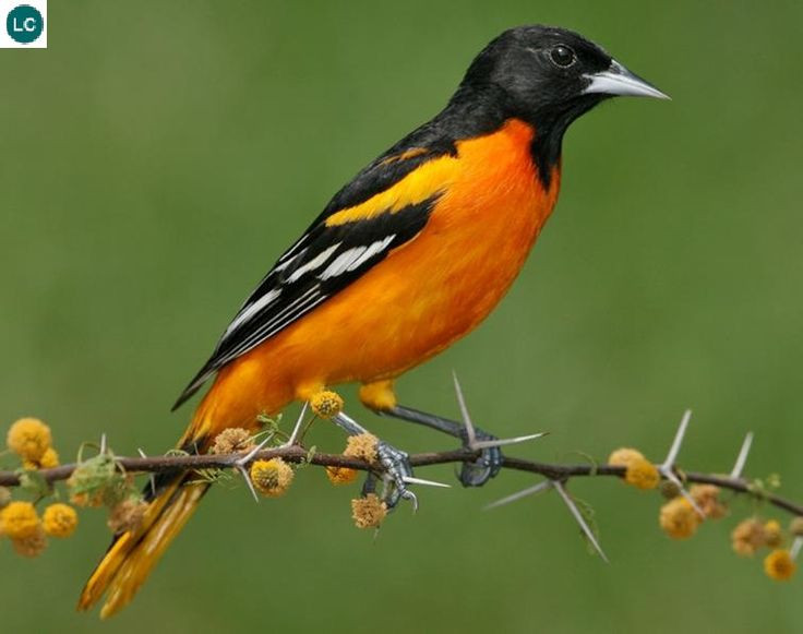 Tai sao mua dong loai chim di cu luon bay ve phuong Nam?-Hinh-3