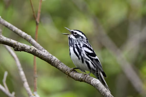 Tai sao mua dong loai chim di cu luon bay ve phuong Nam?-Hinh-2