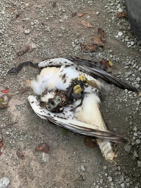 Kinh hoang hon chien ran chuot va chim ung ngay tren duong