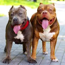 Khi được dạy dỗ hay chỉ bảo làm gì đó, loài chó Pitbull thường đặt hết sức lực và tập trung cao độ vào điều được dạy.