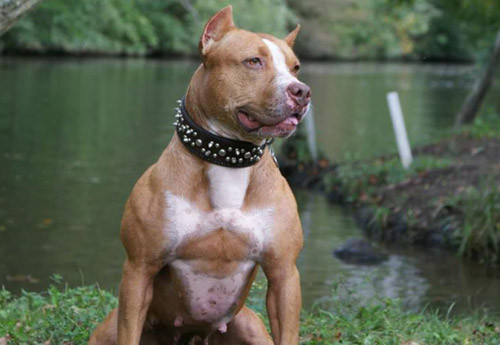 Thực tế, loài chó này luôn nghĩ mình là một chú chó cảnh đáng yêu.