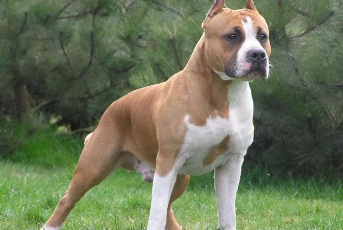 Chó Pitbull cũng như các giống chó to thường có cơ thể cao lớn, cơ bắp khoẻ khiến nhiều người nhìn mà ái ngại rồi hiểu lầm chúng.