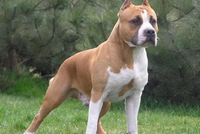Chó Pitbull cũng như các giống chó to thường có cơ thể cao lớn, cơ bắp khoẻ khiến nhiều người nhìn mà ái ngại rồi hiểu lầm chúng.