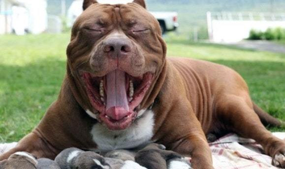 Chúng có thể làm quen và thân thiện với những người bạn của chủ nhà cũng như có thể tiếp nhận vật nuôi khác sống chung. Từng có trường hợp một chú chó Pitbull thường mang mèo hoang về cưu mang.