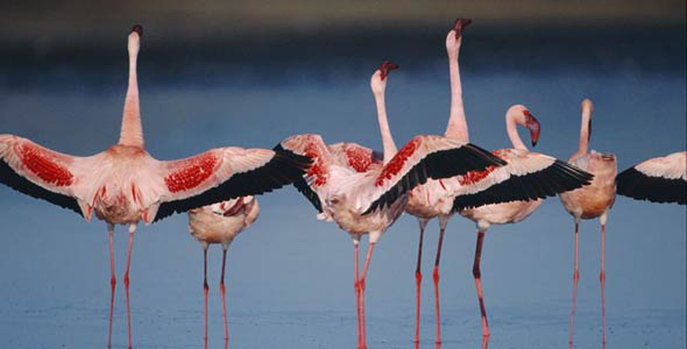 Chim hồng hạc “trang điểm” hút bạn tình. Trong mùa giao phối, hồng hạc bôi khắp người 1 loại dầu được tiết ra ở tuyến gần đuôi để cho chúng có màu hồng hào và hấp dẫn hơn trong mắt bạn tình. Chất dầu chúng tiết ra có chứa một chất được gọi là Carotenoids giúp tăng cường màu sắc nhiều hơn.