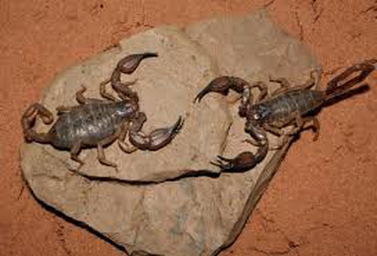 Bọ cạp tán tỉnh con cái bằng cách "nhảy múa". Loài động vật này thường quan hệ vào những đêm không trăng, trong khi đang "nhảy múa" tán tỉnh, con đực sẽ tiếp cận và chụp lấy càng của bọ cạp cái, “làm tình” vật lộn như 1 trận đấu Sumo, cuộc yêu bạo lực của loài này có thể kéo dài cả ngày.