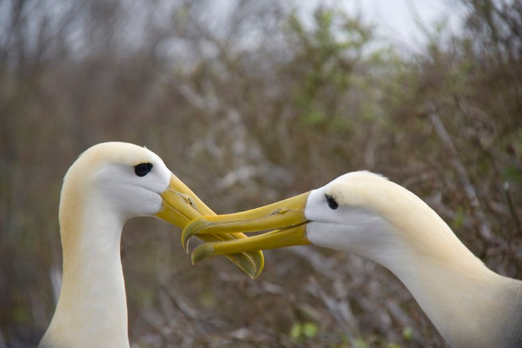 Chim hải âu có nghi thức giao phối trông giống như một trận đấu kiếm. Khi 1 cặp hải âu kết đôi với nhau, chúng sẽ bắt đầu nghi thức "đấu kiếm", con này tìm cách "chụp" mỏ con kia và tạo ra tiếng kêu "clack clack clack" khác nhau.