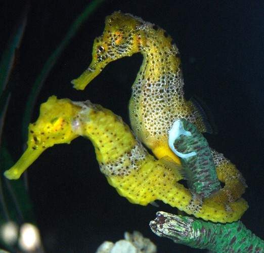 Cá ngựa bắt đầu quá trình giao phối bằng cách hẹn hò với nhau, kéo dài nhiều ngày trước khi quan hệ tình dục. Chúng thường nhảy với nhau vào mỗi buổi sáng, bằng cách đan đuôi vào nhau và cùng bơi lội. Trong điệu nhảy cuối cùng, cá ngựa cái đẻ trứng vào túi của con đực (con đực sẽ mang thai) để nó thụ tinh.