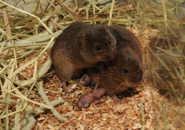 Chuột đồng thích quan hệ kiểu 1 vợ 1 chồng. Loài này chỉ giao phối với bạn tình đã kết đôi duy nhất đến hết đời. Dù có trường hợp lăng nhăng, nhưng nó vẫn ở bên “người vợ” chính thức, chia sẻ tổ và chùng nhau nuôi con. Chuột đồng tiết ra hormone Oxytocin và Vasopressin, có thể gây nghiện cho đối phương, khiến đối phương không rời xa được mình.