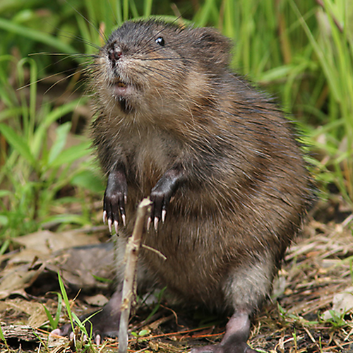 Chuột xạ hương cũng là một động vật chung thủy, chúng tuân thủ nghiêm ngặt chế độ một vợ một chồng và sau khi sinh, cả hai sống với đàn con của chúng.