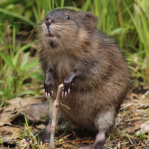 Chuột xạ hương cũng là một động vật chung thủy, chúng tuân thủ nghiêm ngặt chế độ một vợ một chồng và sau khi sinh, cả hai sống với đàn con của chúng.