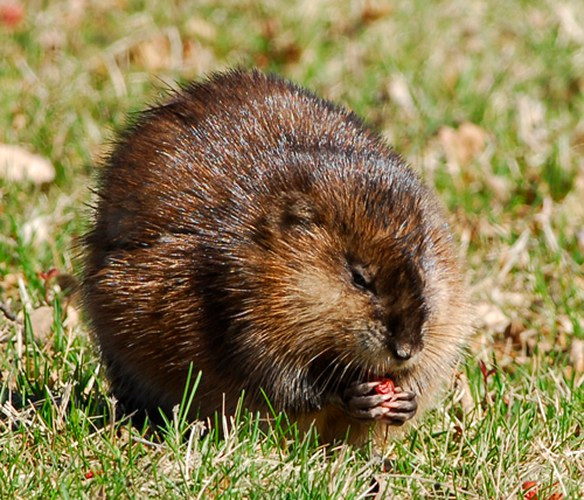 Khi đến mùa sinh sản, động dục, tuyến xạ dưới bụng của chuột xạ hương sẽ trướng lên, sản sinh ra một dung dịch lỏng có màu vàng, mùi thơm nồng để thu hút bạn tình. Đặc biệt, chất lỏng này có ở cả con đực và con cái.