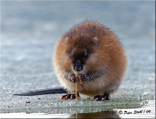 Tuổi thọ trung bình của chuột xạ hương hoang dã từ 1 đến 3 năm. Đặc điểm nhận dạng của loài này là có lông nâu bông dày, cơ thể tròn với khuôn mặt dài, đuôi màu đen không có lông, chân sau có màng bơi và chân trước nhỏ dùng để đào, mắt tròn, nhỏ và sáng, tai nhỏ.