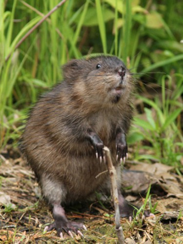 Khi mới sinh, những con chuột xạ hương con không hề có lông và bị mù.